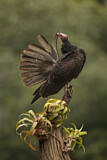 Image. Turkey Vulture