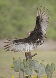 Image. Turkey Vulture
