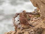 Image. Turmfalke