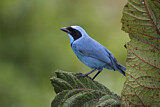 Image. Turquoise Jay