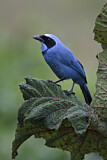 Image. Turquoise Jay