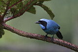 Image. Turquoise Jay