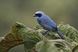 Image. Turquoise Jay