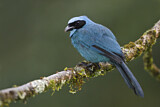 Image. Turquoise Jay