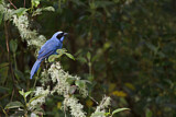 Image. Turquoise Jay