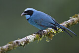 Image. Turquoise Jay