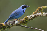 Image. Turquoise Jay