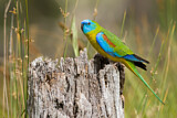 Image. Turquoise Parrot