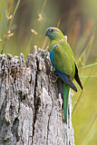 Image. Turquoise Parrot