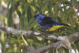 Image. Turquoise Tanager