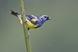 Image. Turquoise Tanager