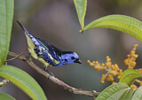 Image. Turquoise Tanager