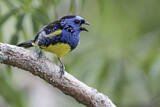 Image. Turquoise Tanager