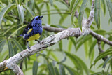 Image. Turquoise Tanager