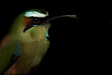 Image. Turquoise-browed Motmot