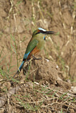 Image. Turquoise-browed Motmot