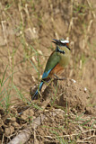 Image. Turquoise-browed Motmot