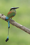 Image. Turquoise-browed Motmot