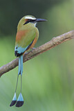 Image. Turquoise-browed Motmot