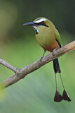 Image. Turquoise-browed Motmot