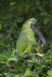 Image. Turquoise-fronted Amazon