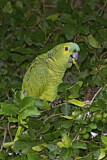 Image. Turquoise-fronted Amazon