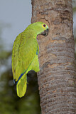 Image. Turquoise-fronted Amazon