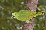 Image. Turquoise-fronted Amazon