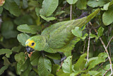 Image. Turquoise-fronted Amazon