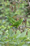 Image. Turquoise-fronted Amazon