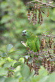 Image. Turquoise-fronted Amazon
