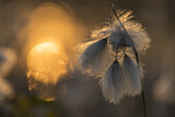 Image. Tussock Cottongrass