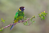Image. Twenty-eight Parrot