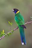 Image. Twenty-eight Parrot