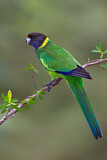 Image. Twenty-eight Parrot