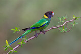 Image. Twenty-eight Parrot