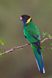 Image. Twenty-eight Parrot
