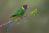 Image. Twenty-eight Parrot