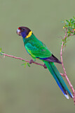 Image. Twenty-eight Parrot