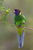 Image. Twenty-eight Parrot