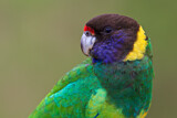 Image. Twenty-eight Parrot