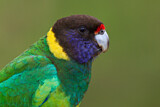 Image. Twenty-eight Parrot