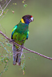 Image. Twenty-eight Parrot