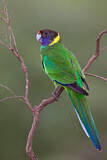 Image. Twenty-eight Parrot