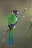 Image. Twenty-eight Parrot