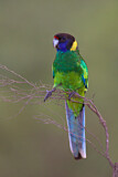 Image. Twenty-eight Parrot