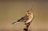 Image. Twite