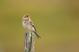Image. Twite