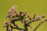 Image. Twite