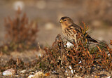 Image. Twite